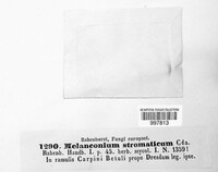 Image of Melanconium stromaticum